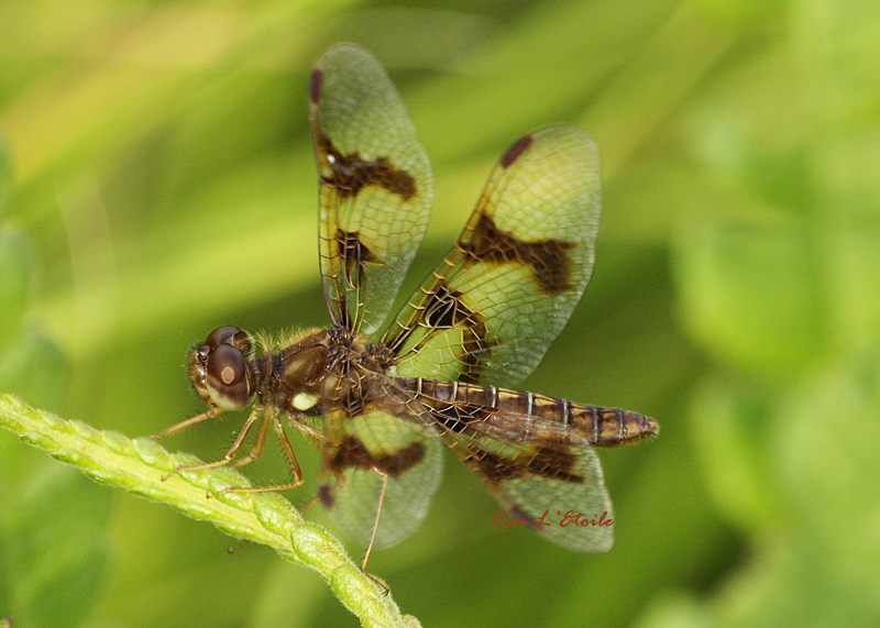female eastern amberwing dragonfly, perithemis tenera