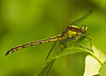 Female Black Shouldered Spinyleg dragonfly, dromogomphus spinosus