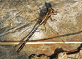 Male Lancet clubtail dragonfly, gomphus exilis