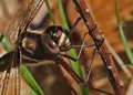 Female stream cruiser dragonfly, didymops transversa