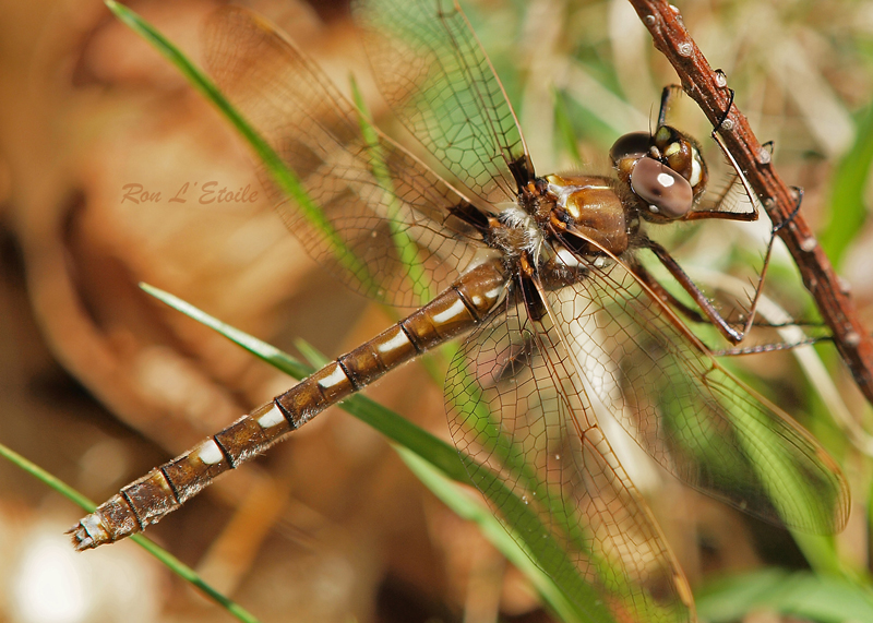 Female stream cruiser dragonfly, didymops transversa