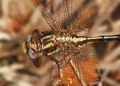 Ashy clubtail dragonfly, gomphus lividus