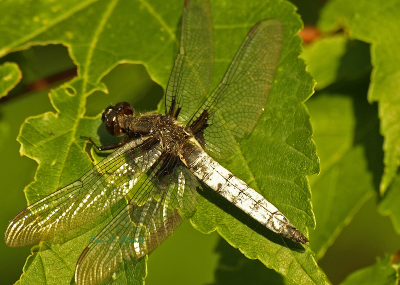 Male White Corporal dragonfly, libellula exusta