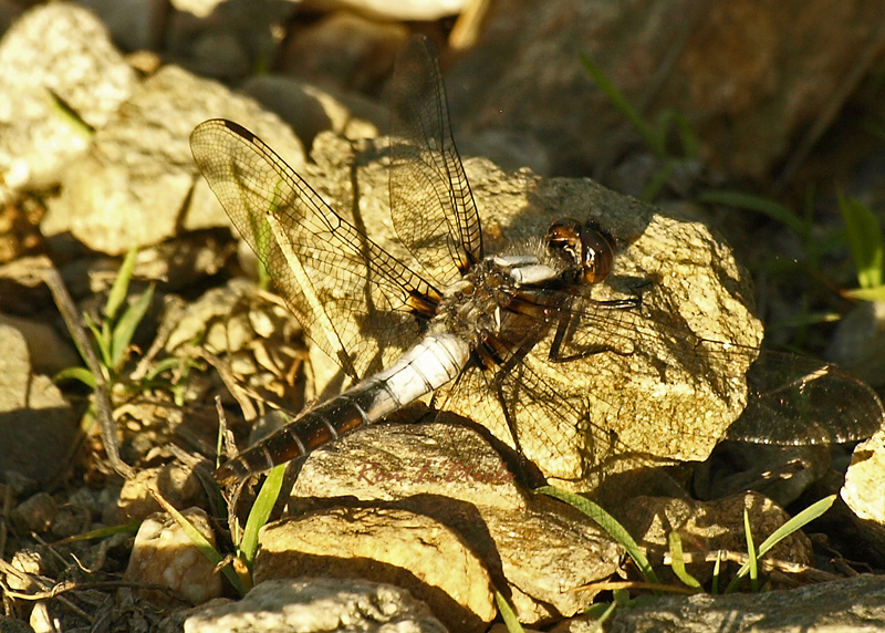 Male Chalk Fronted Corporal dragonfly, libellula julia
