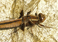 Female White Corporal dragonfly, libellula exusta