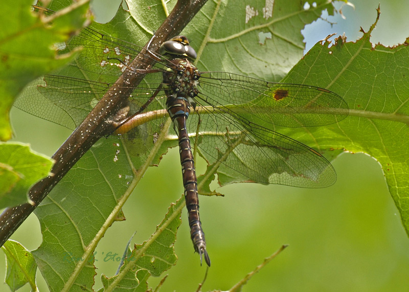 Female Shadow Darner dragonfly, aeshna umbrosa