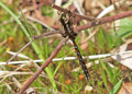 Male Springtime Darner dragonfly, basiaeschna janata