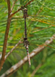 Springtime darner pair dragonfly, basiaeschna janata