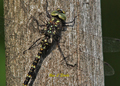 Harlequin Darner - Adult Male dragonfly, gomphaeschna furcillata