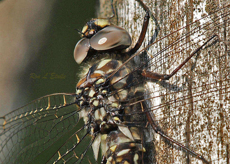 Harlequin Darner - Male Juvenile dragonfly, gomphaeschna furcillata