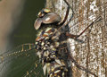 Harlequin Darner - Juvenile Male dragonfly, gomphaeschna furcillata
