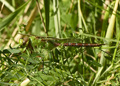 Female Common Green Darner dragonfly, anax junius
