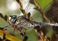 Male Canada Darner dragonfly, aeshna canadensis