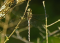 Male Green Striped Darner dragonfly, aeshna verticalis