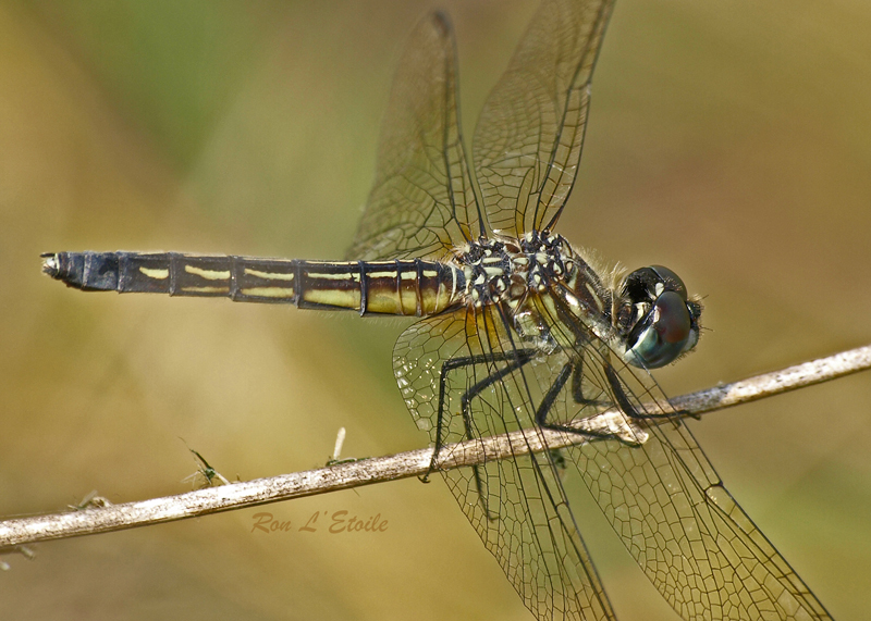 Female Blue Dasher dragonfly, pachydiplax longipennis