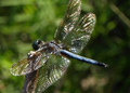 Male Blue Dasher dragonfly, pachydiplax longipennis