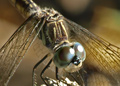 Female Blue Dasher dragonfly, pachydiplax longipennis