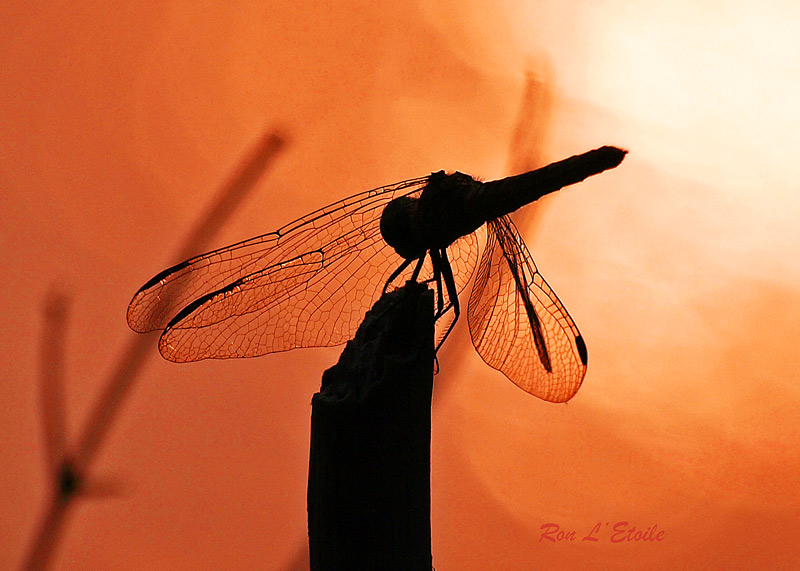 Blue dasher at sunset, pachydiplax longipennis