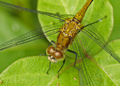 Female White-Faced Meadowhawk dragonfly, sympetrum obtrusum