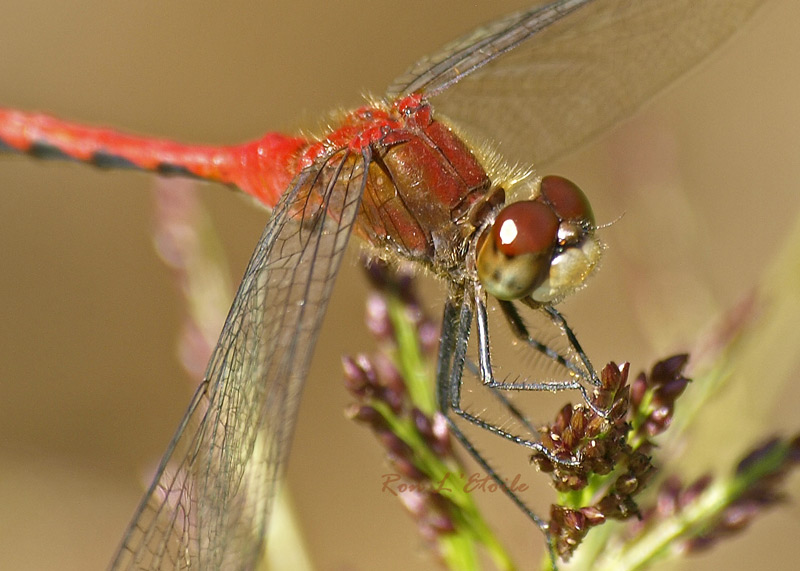 Male White-Faced Meadowhawk dragonfly, sympetrum obtrusum