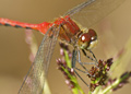 Male White-Faced Meadowhawk dragonfly, sympetrum obtrusum