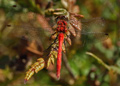Male, Ruby, Cherry or White-Faced Meadowhawk dragonfly, sympetrum