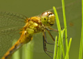 Female, Ruby, Cherry or White-Faced Meadowhawk dragonfly, sympetrum
