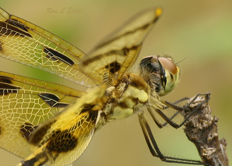 Female Halloween Pennant dragonfly, celithemis eponina