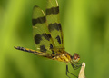Female Halloween Pennant dragonfly, celithemis eponina