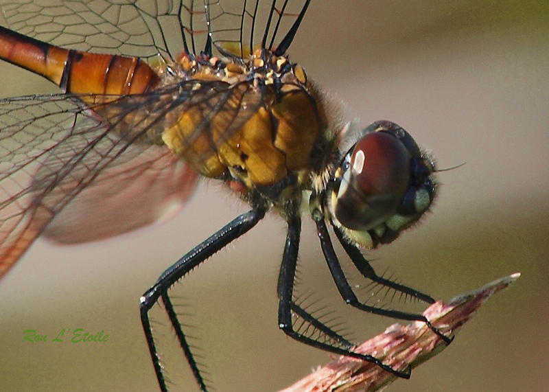 Immature Female 4-Spotted Pennant dragonfly, Brachymesia Gravida