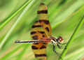 Male Halloween Pennant dragonfly, celithemis eponina