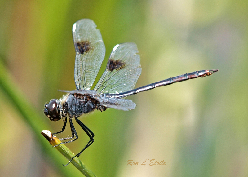 Four-Spotted Pennant dragonfly, Brachymesia gravida