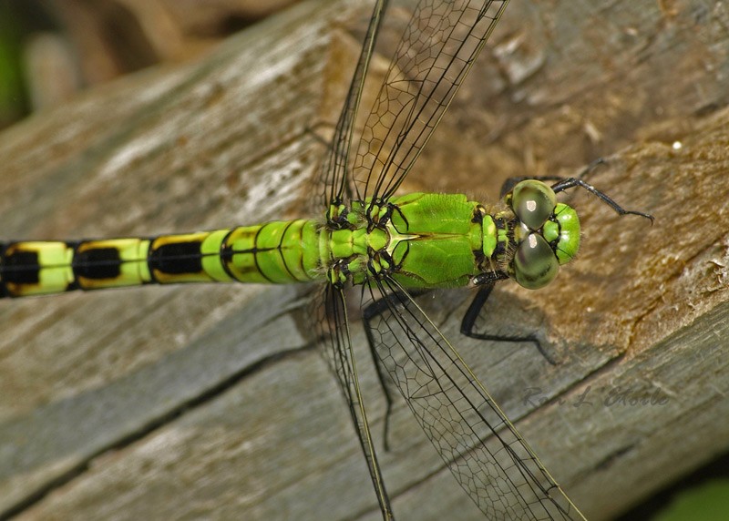Female Eastern Pondhawk dragonfly, erythemis simplicicollis
