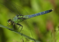 Juvenile Male Eastern Pondhawk dragonfly, erythemis simplicicollis