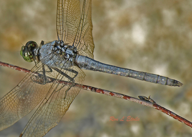 Mature Male Eastern Pondhawk dragonfly, erythemis simplicicollis