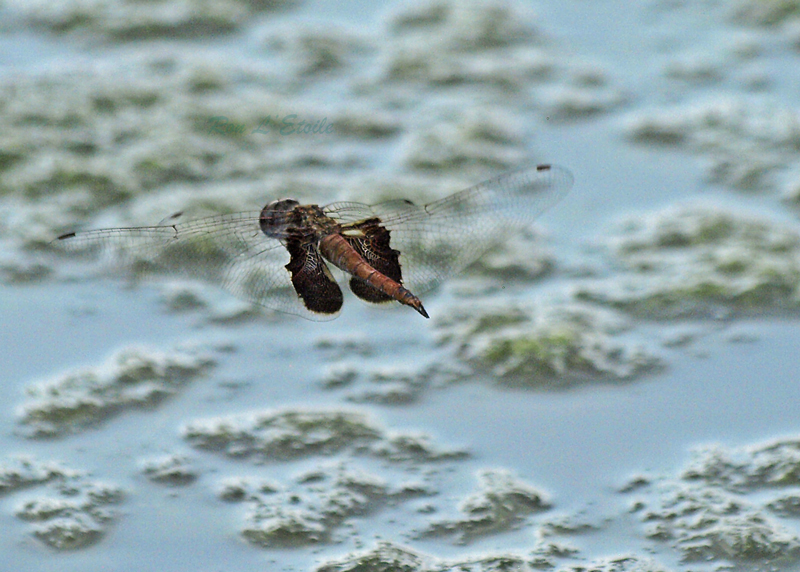 Female Seaside Dragonlet Mature Spotted Form dragonfly, tramea carolina