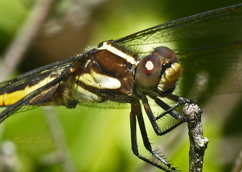 Female Spangled Skimmer dragonfly, libelulla cyanea