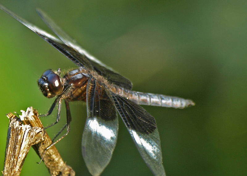Male Widow Skimmer dragonfly, libelulla luctuosa