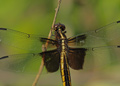Female Widow Skimmer dragonfly, libelulla luctuosa