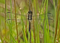 Juvenile Female Slaty Skimmer dragonfly, libelulla incesta