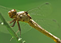 Aged Female Slaty Skimmer dragonfly, libelulla incesta