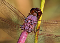 Male Roseate Skimmer - Pink Version, orthemus ferruginea