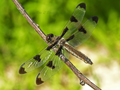 Female 12 Spotted Skimmer dragonfly, libelulla Pulchella