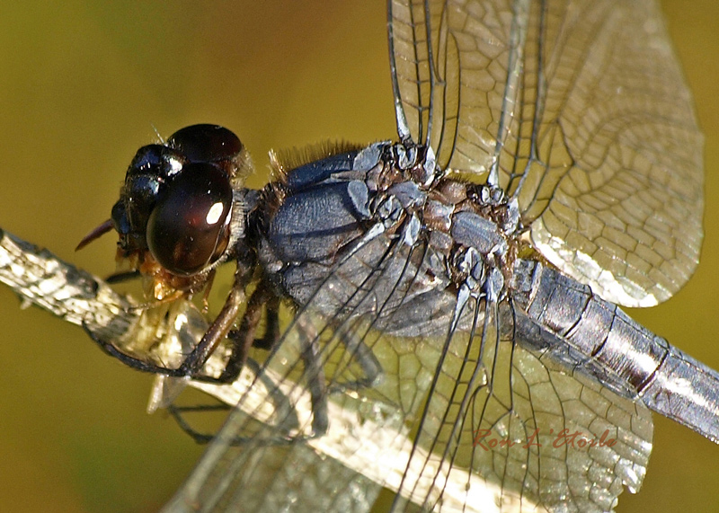 Male Slaty Skimmer dragonfly, libelulla Incesta