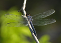 Male Slaty Skimmer dragonfly, libelulla incesta