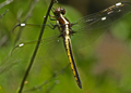 Female Spangled Skimmer dragonfly, libelulla cyanea