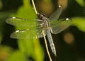 Male Spangled Skimmer dragonfly, libelulla cyanea