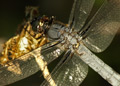 Male Spangled Skimmer dragonfly, libelulla cyanea