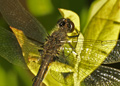 Dot-Tailed Whiteface dragonfly, leucorrhinia intacta