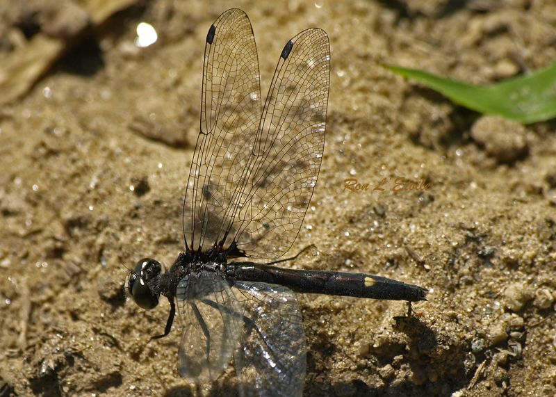 Male Dot-Tailed Whiteface dragonfly, leucorrhinia intacta